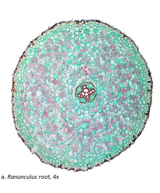 Solved Label the epidermis, cortex, and vascular cylinder
