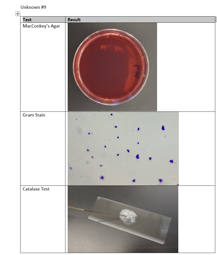 Solved Identification of an Unknown Bacterium Report. | Chegg.com