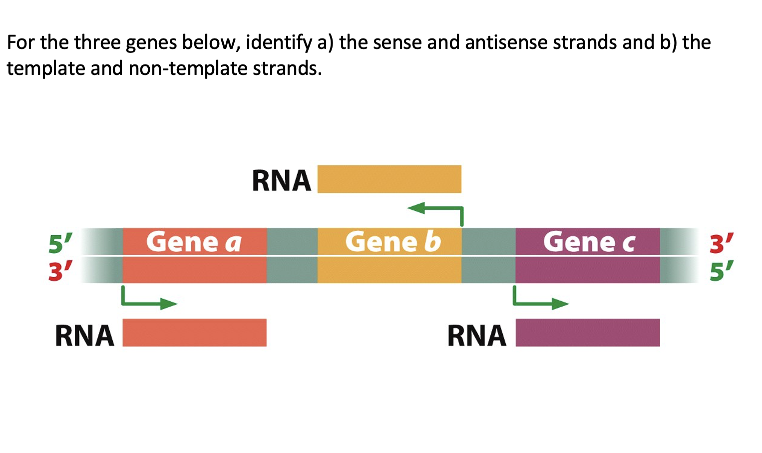 For the three genes below identify a) ﻿the sense and Chegg com