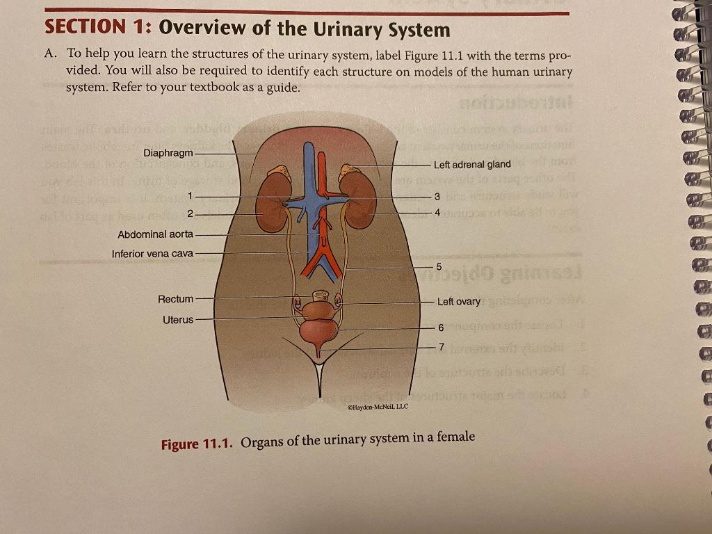 Solved Section 1 Overview Of The Urinary System A To He Chegg Com