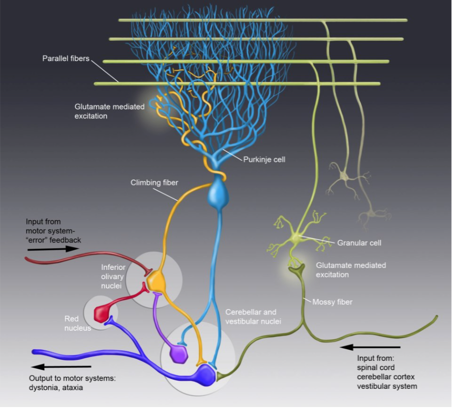 purkinje fibers cerebellum