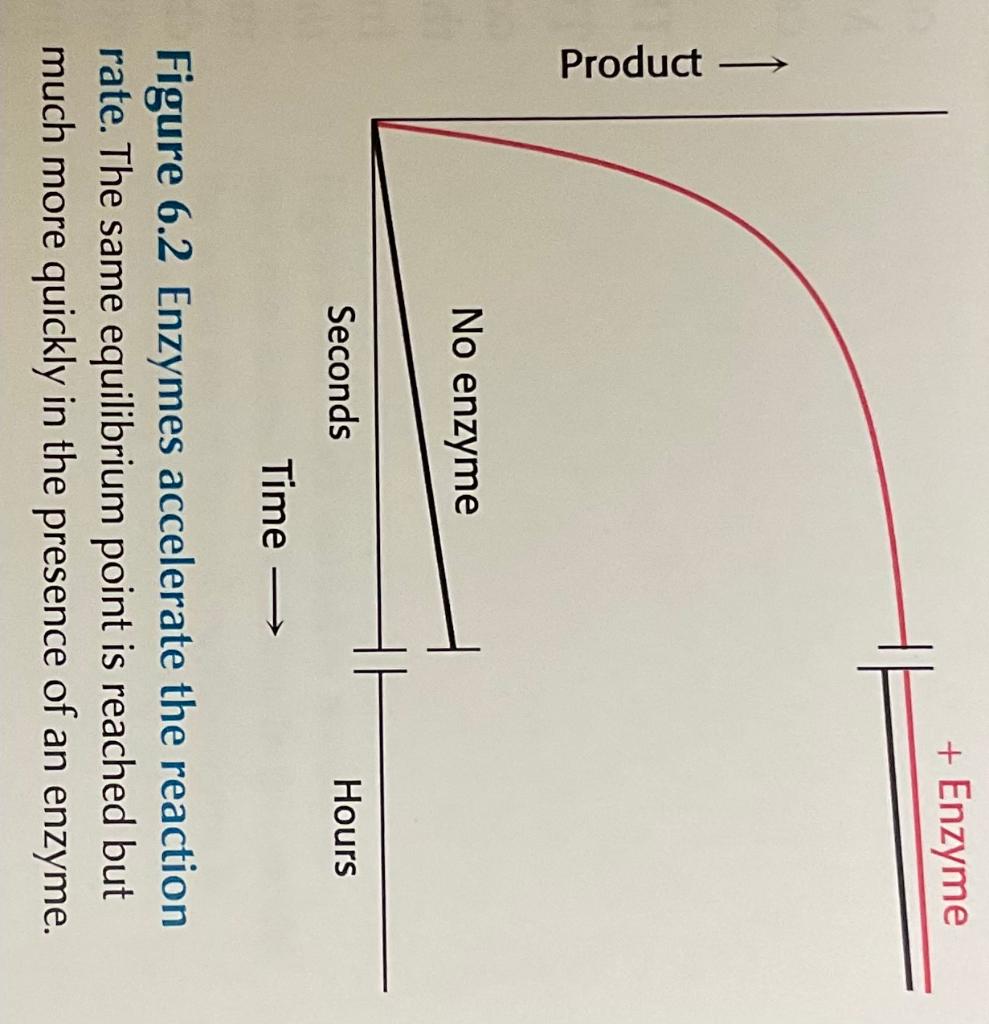 Solved 9. A graph of product versus time (as in Figure 6.2 | Chegg.com