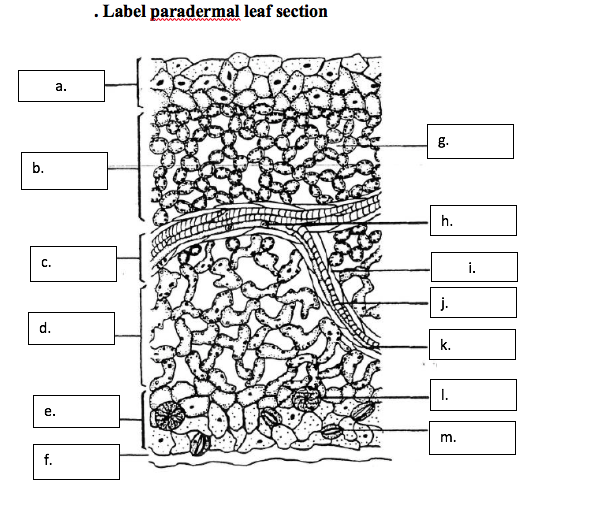 Solved Label paranormal leaf section. a. b. c. d. e. f. | Chegg.com