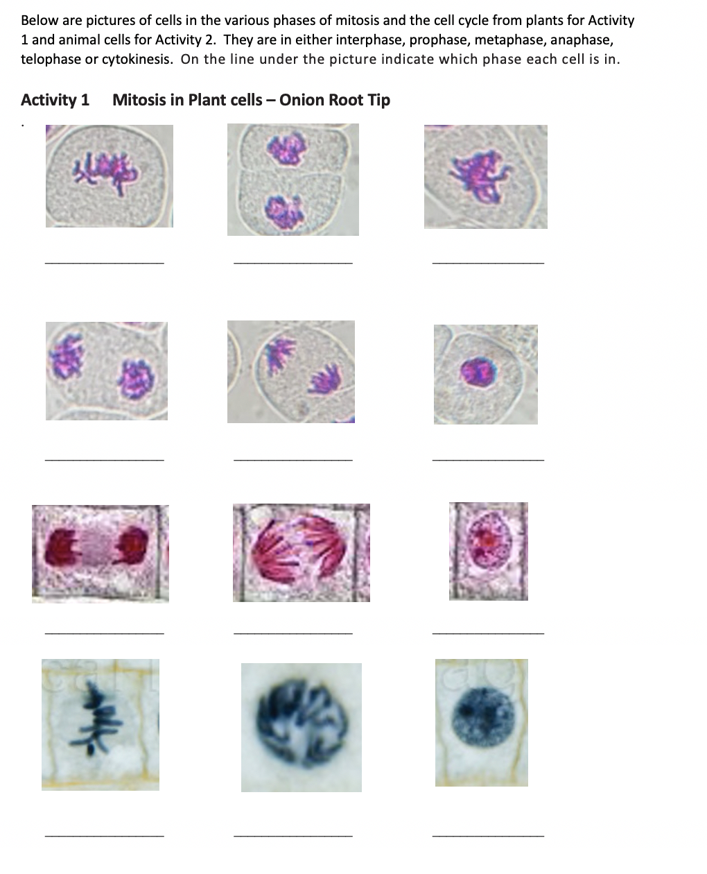 Solved Below are pictures of cells in the various phases of 