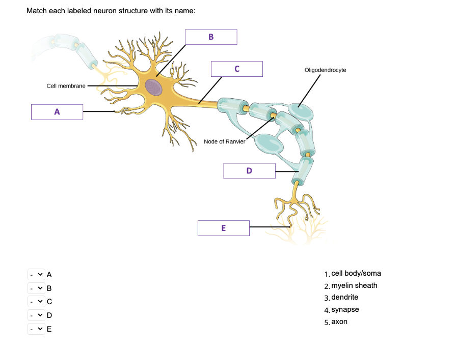 full neuron diagram labeled