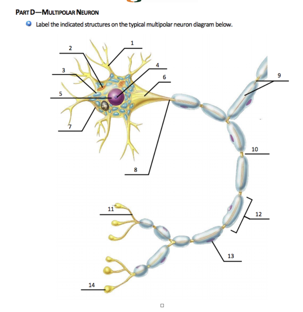 Solved: PART D-MULTIPOLAR NEURON Label The Indicated Struc... | Chegg.com