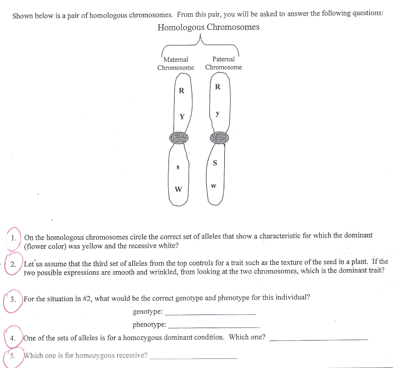 Solved Shown below is a pair of homologous chromosomes. From | Chegg.com