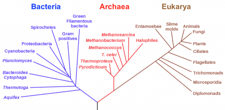 Solved According to the phylogenetic tree of life, the | Chegg.com