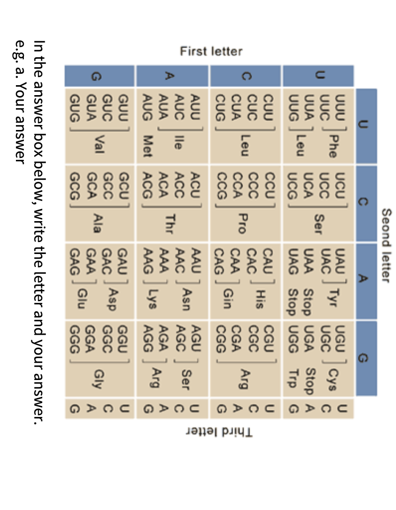 Solved In The Following Gene Sequence All Genes Are Chegg Com