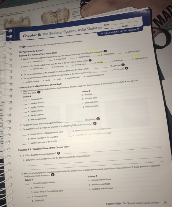 Review Sheet Exercise 8 The Axial Skeleton Answer Key Online Degrees