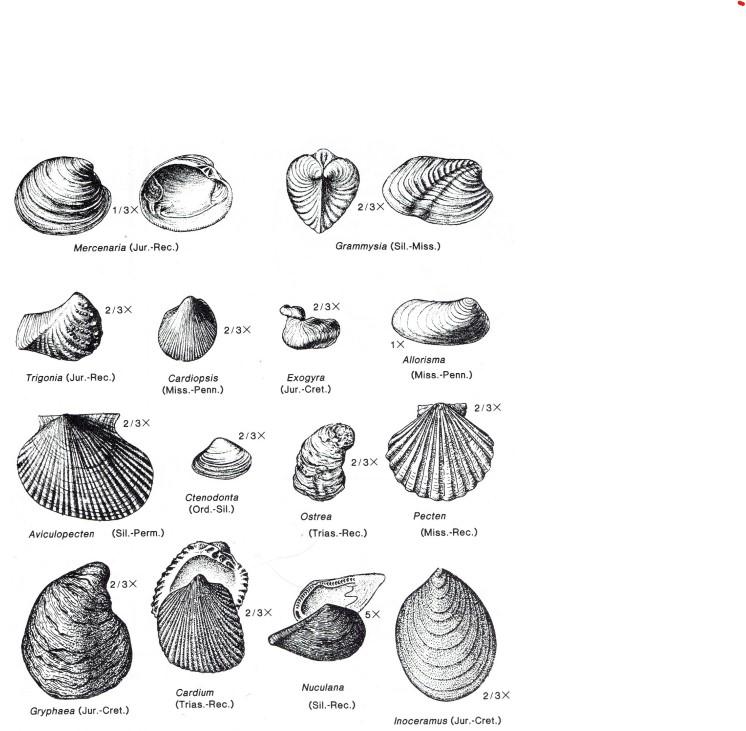 In general, bivalves have equal valves, in contrast | Chegg.com