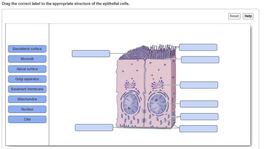Solved Drag the correct label to the appropriate structure | Chegg.com