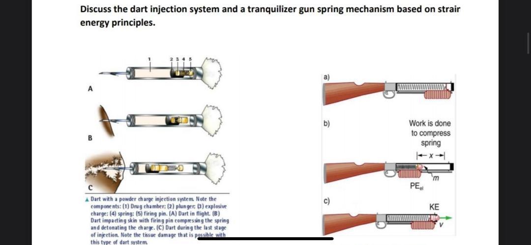 Solved Discuss the dart injection system and a tranquilizer | Chegg.com