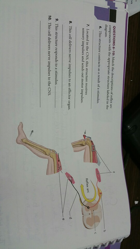 Solved QUESTIONS 6-10: Match the descriptions of reflex arc | Chegg.com