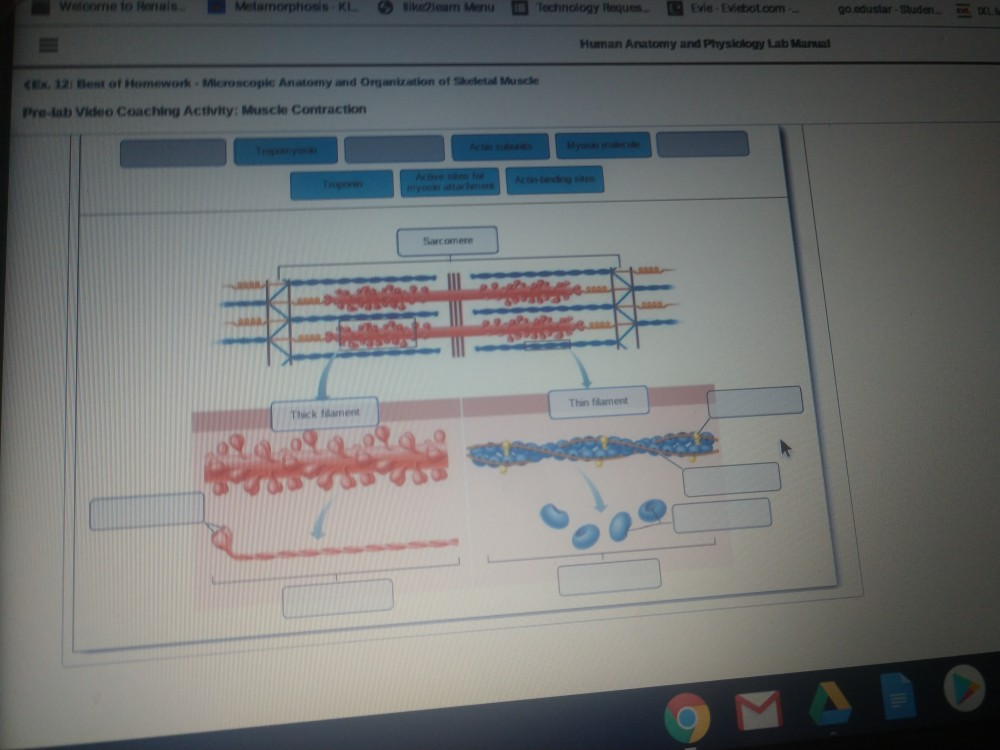 Understanding Pre-Lab Video Coaching Activities for Muscle Contraction: A Comprehensive Guide