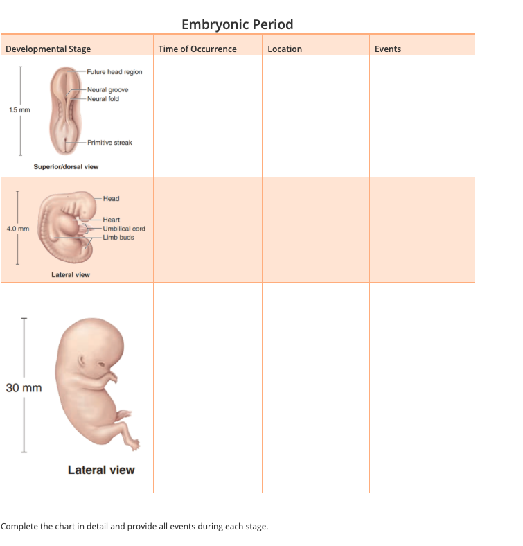 Solved Embryonic Period Developmental Stage Time of | Chegg.com