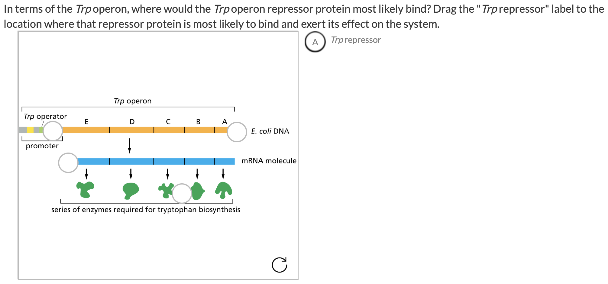 Solved In terms of the Trpoperon, where would the Trp operon