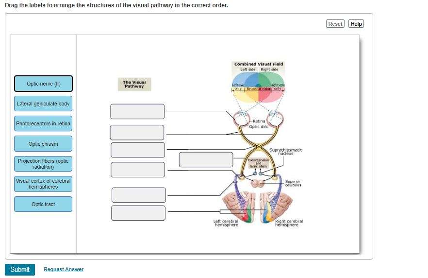 Solved Drag the labels to arrange the structures of the | Chegg.com