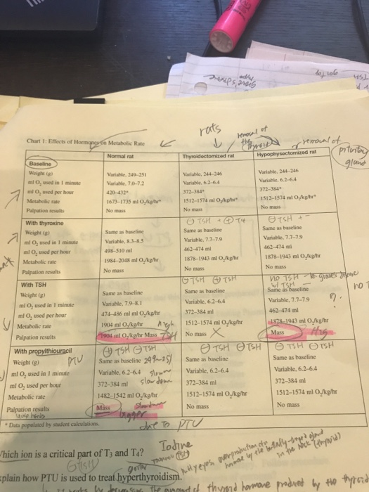 Solved I don’t understand why normal rat will have a thyroid | Chegg.com