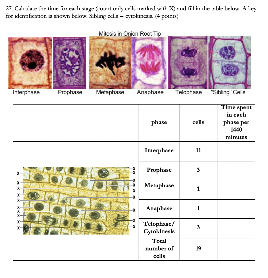 Solved 27. Calculate the time for each stage (count only | Chegg.com