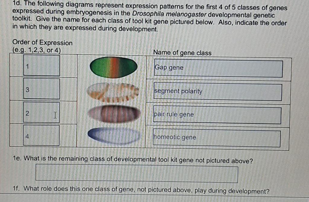 Solved (1) Normal development depends on both the timing of | Chegg.com