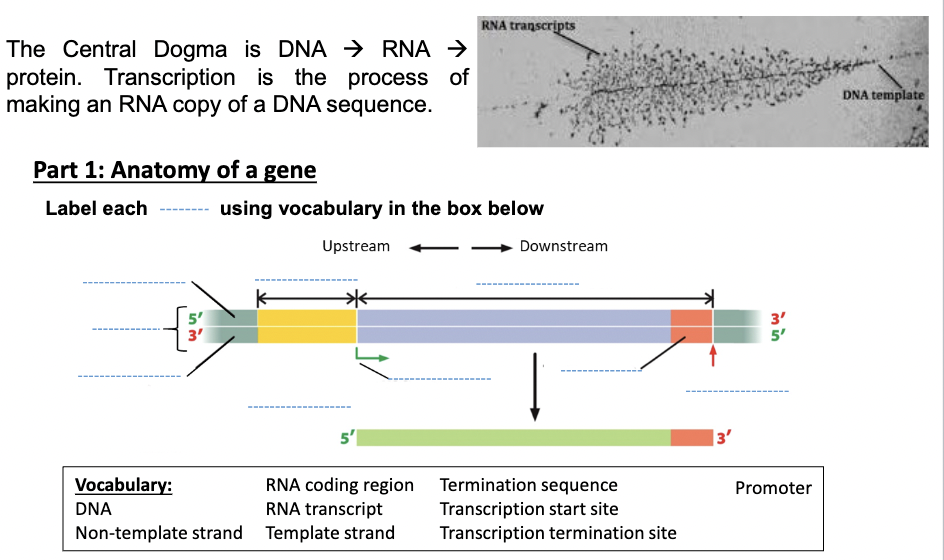Solved The Central Dogma is DNA → RNA → protein. | Chegg.com