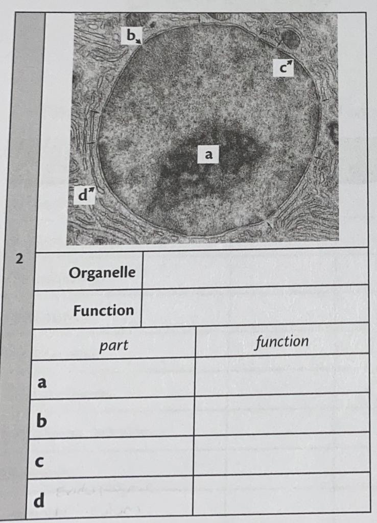 Solved Need help with this question. what is the organelle | Chegg.com