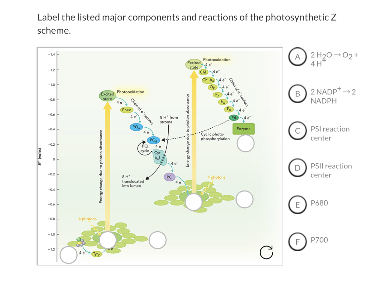 Solved Label the listed major components and reactions of