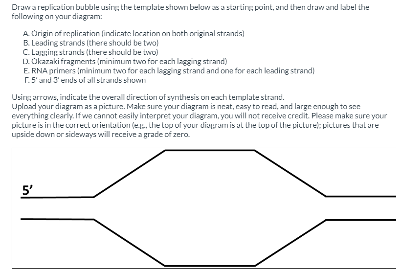 Solved Draw a replication bubble using the template shown | Chegg.com