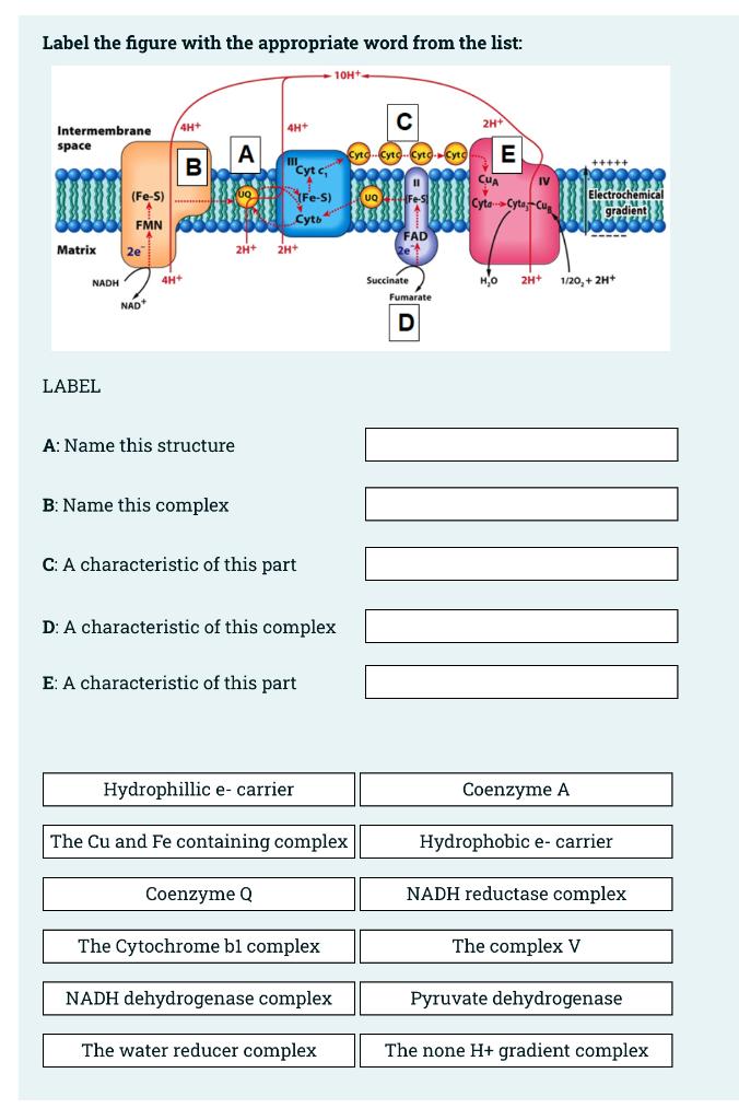 Solved Label the figure with the appropriate word from the | Chegg.com