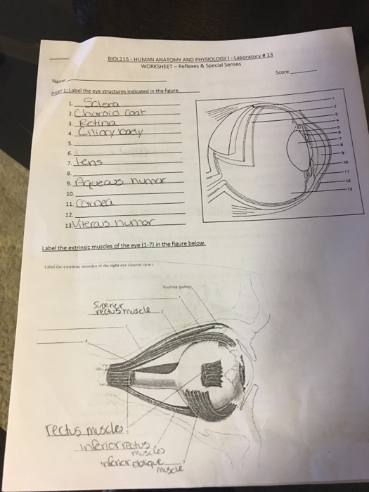 special senses assignment sheet answer key