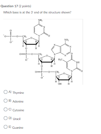 Solved Question 8 (2 points) Which base is at the 5' end of | Chegg.com