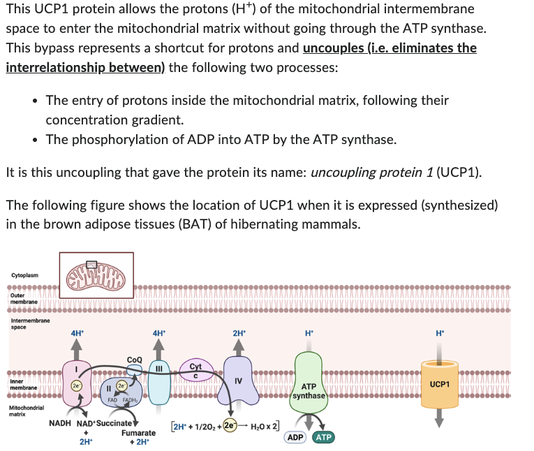 Solved Based on the UCP1 protein structure shown earlier,