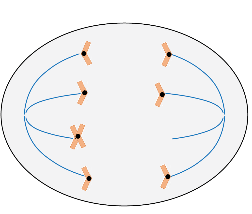 Solved During anaphase II of meiosis, the following | Chegg.com