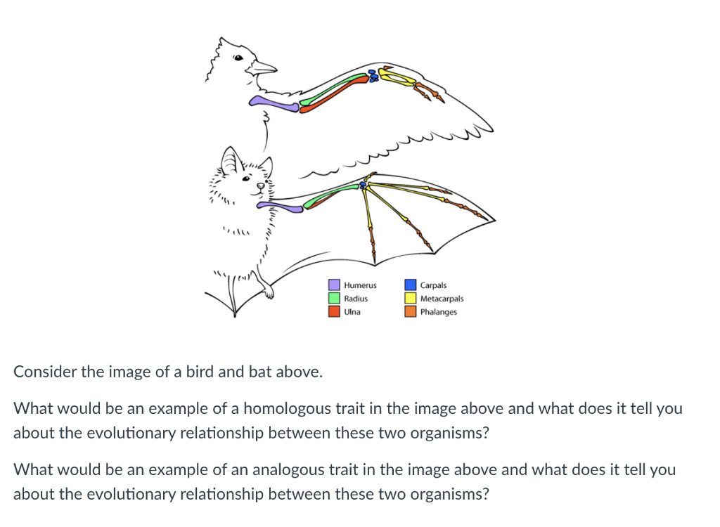 Solved Consider the image of a bird and bat above. What | Chegg.com