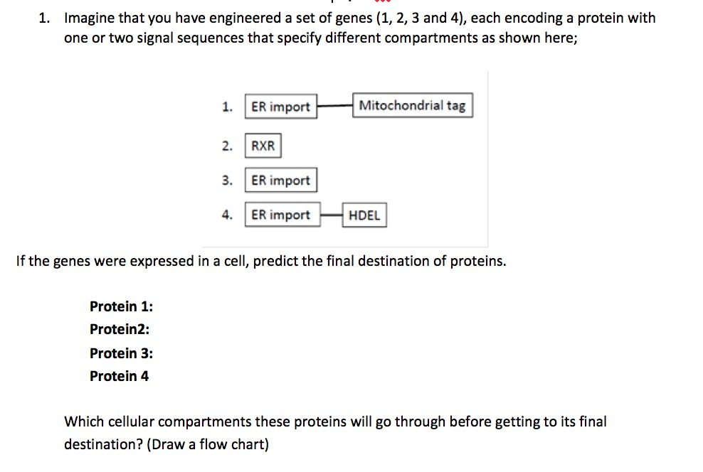 Solved 1. Imagine that you have engineered a set of genes