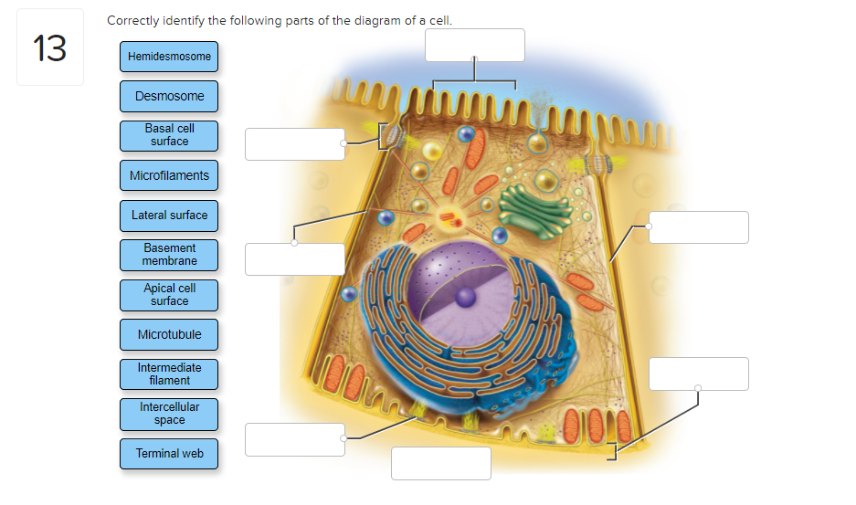 Solved Correctly identify the following parts of the diagram | Chegg.com