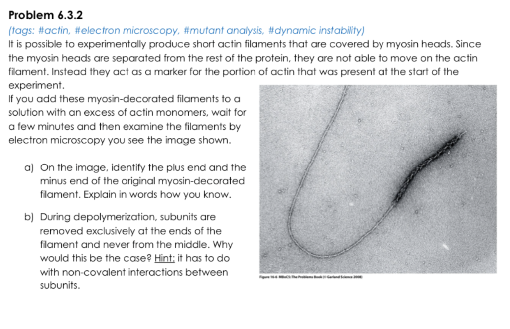 Problem 6.3.2
(tags: \#actin, \#electron microscopy, \#mutant analysis, \#dynamic instability) It is possible to experimental