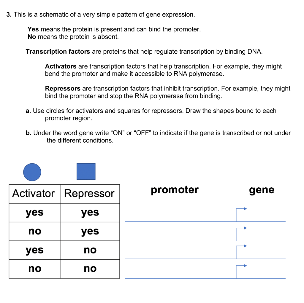 Expression Pattern Of Transcription Factors A Schematic Representation