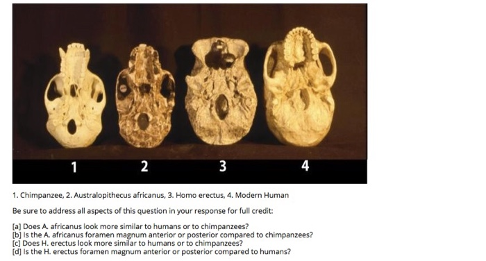 australopithecus chimpanzee teeth similarities