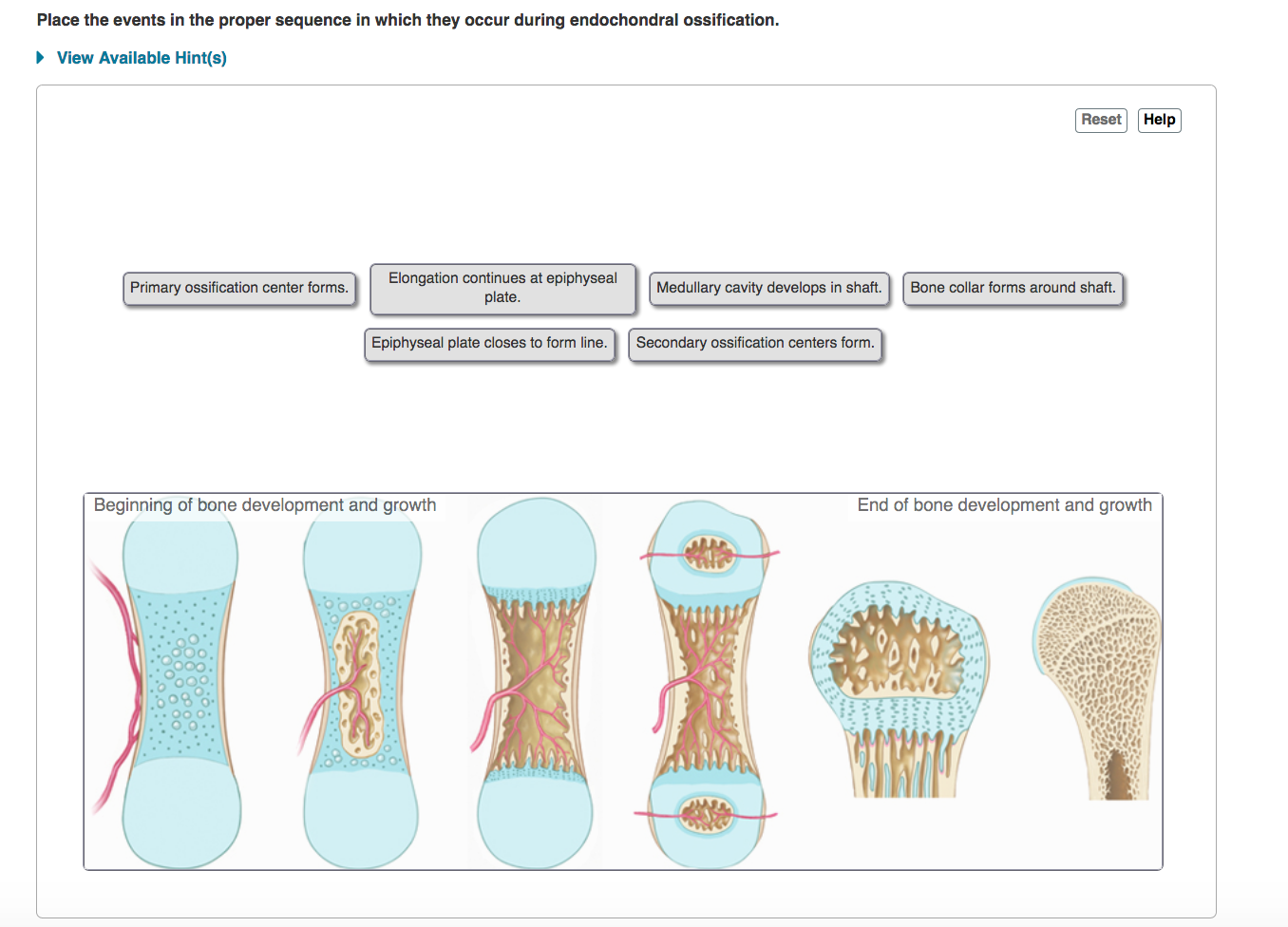 Game Statistics Endochondral Ossification Steps