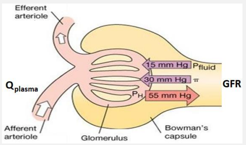 Solved In the glomerulus, blood filtering depends on three | Chegg.com