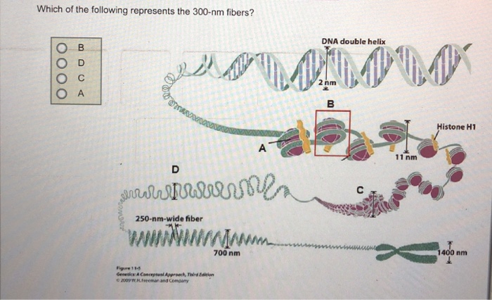 Solved Which of the following represents the 300-nm fibers? | Chegg.com