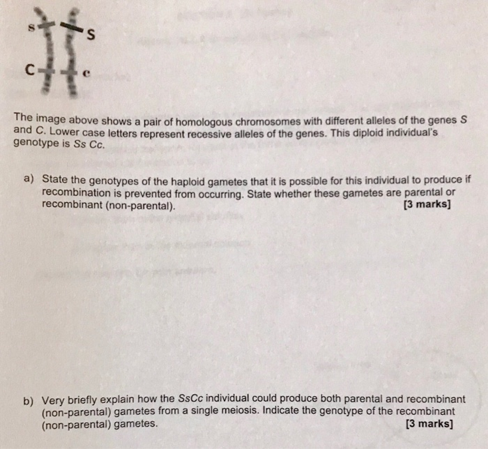 Solved The image above shows a pair of homologous | Chegg.com