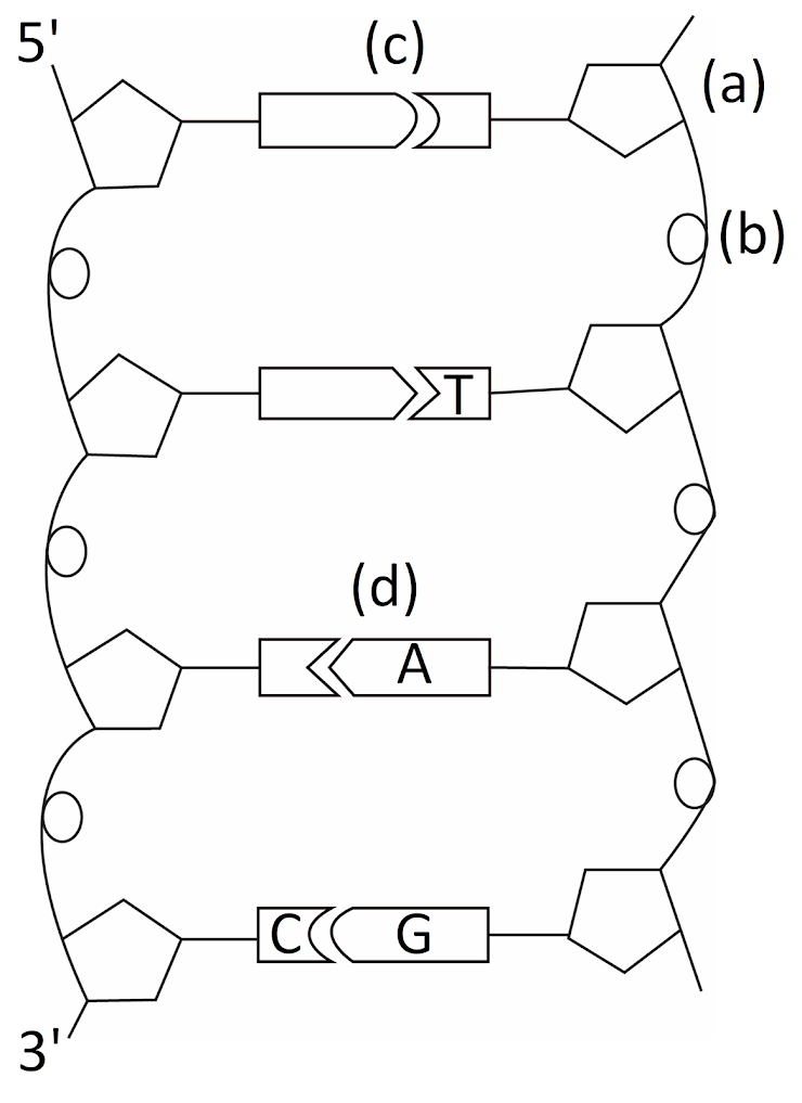 Solved 1. What is the molecule labeled as (a)? 2. What is | Chegg.com