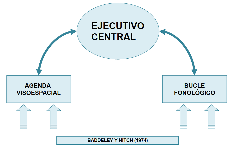 evaluacion-- atencion percepcion memoria Flashcards 