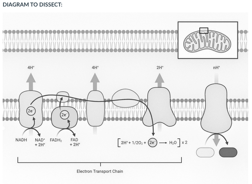 Solved - Make a copy of the diagram below. (This copy can be | Chegg.com