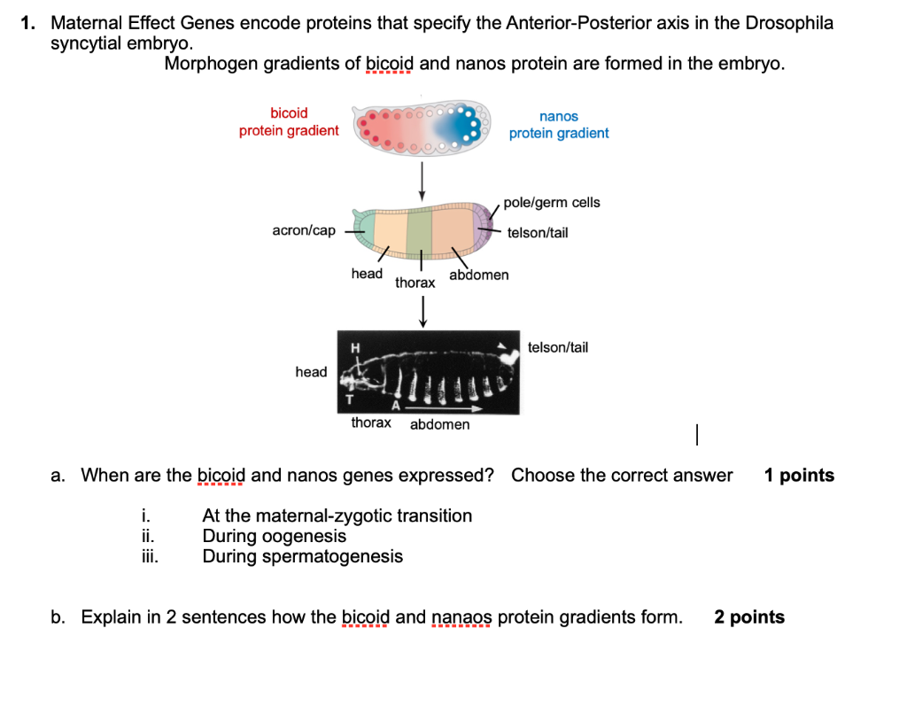 Solved 1. Maternal Effect Genes encode proteins that specify | Chegg.com