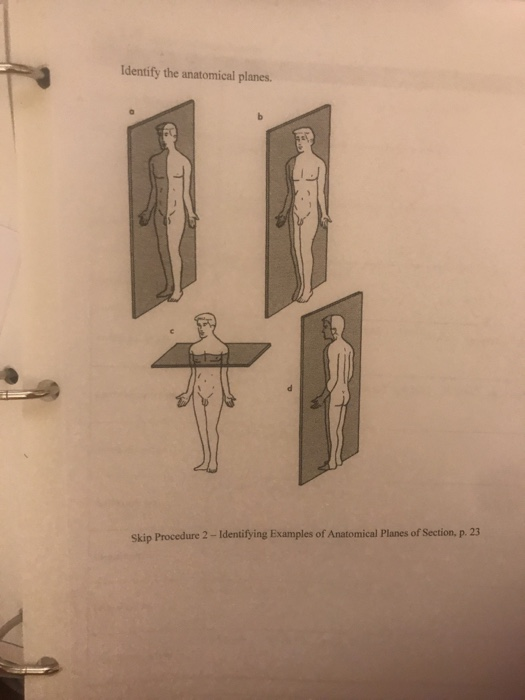 Planes Of The Body With Subject In The Anatomical