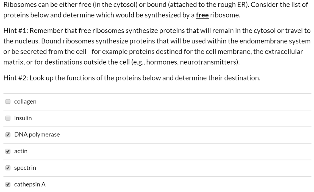 Solved Ribosomes can be either free (in the cytosol) or